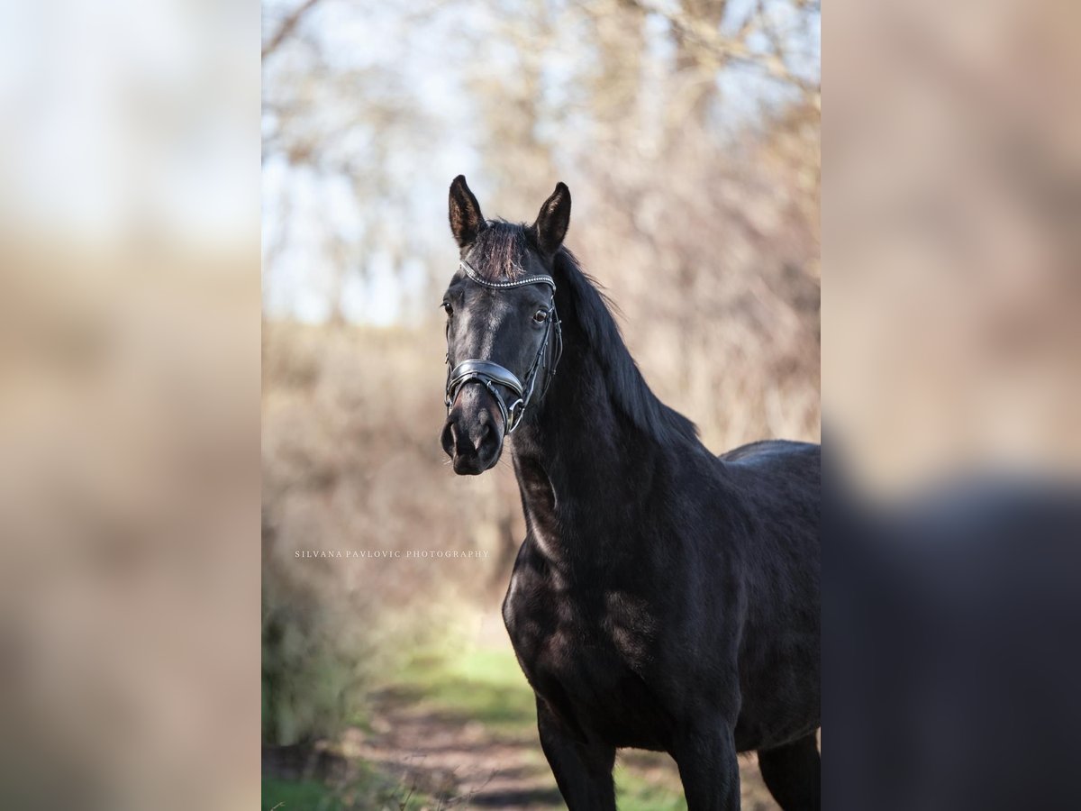 Oldenburger Springpaard Merrie 9 Jaar 162 cm Zwart in Bruchsal