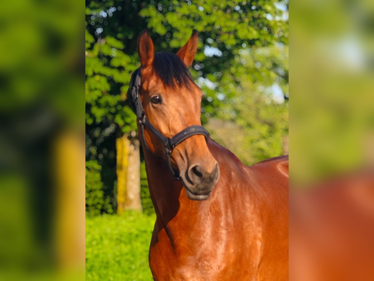 Oldenburger Springpaard Merrie 9 Jaar 166 cm Bruin in Kornberg