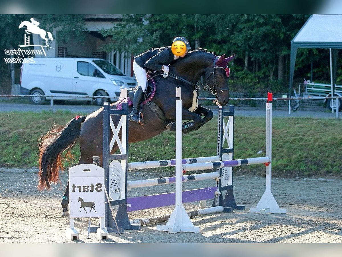 Oldenburger Springpaard Merrie 9 Jaar 167 cm Zwartbruin in Meerane