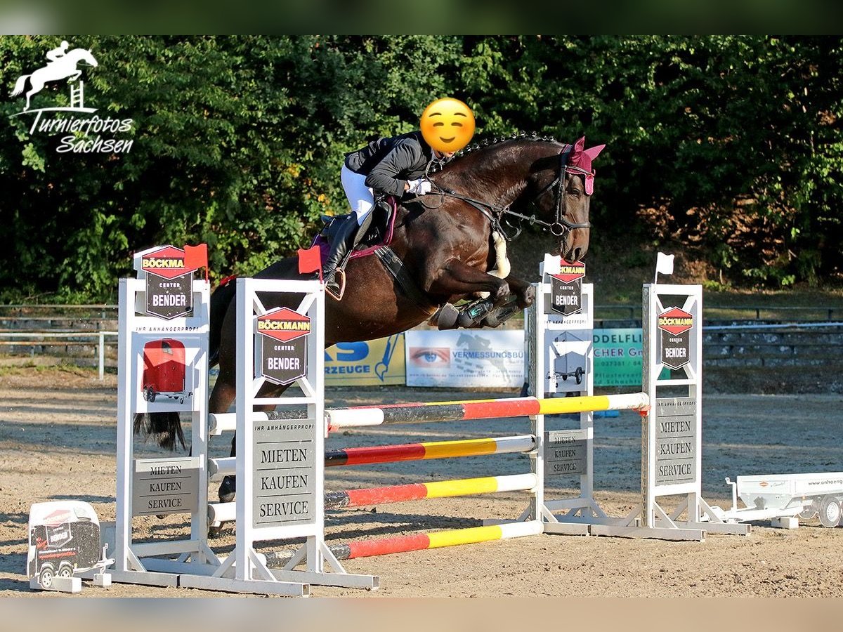 Oldenburger Springpaard Merrie 9 Jaar 167 cm Zwartbruin in Meerane