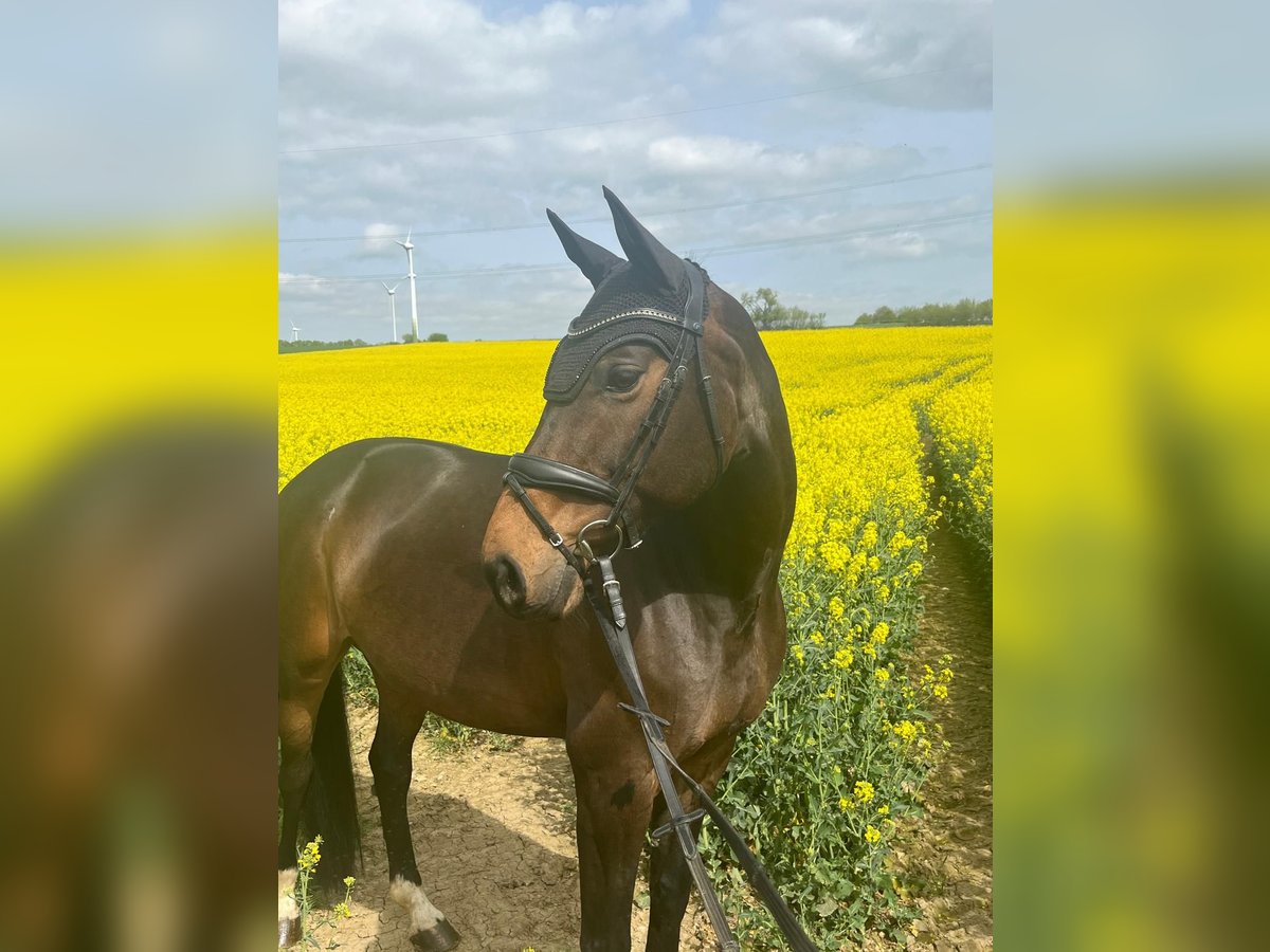 Oldenburger Springpaard Merrie 9 Jaar 168 cm Donkerbruin in Königheim