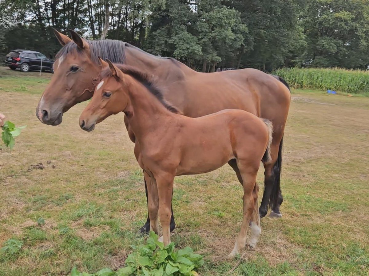 Oldenburger Springpaard Merrie Veulen (06/2025) 100 cm Bruin in Delbrück Oldenburger Springpaard Merrie Veulen (06/2025) 100 cm Bruin in Delbrück