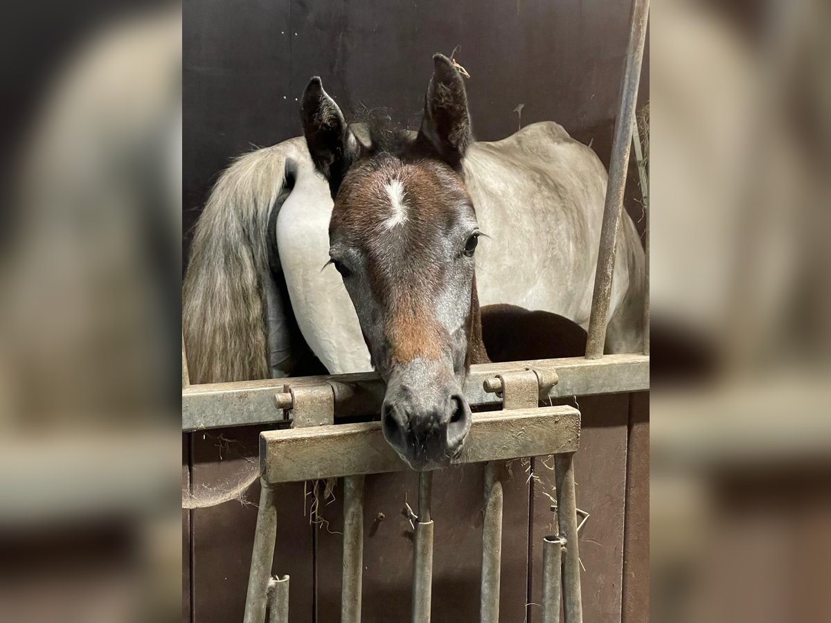 Oldenburger Springpaard Merrie veulen (04/2024) 170 cm Schimmel in Nordhorn