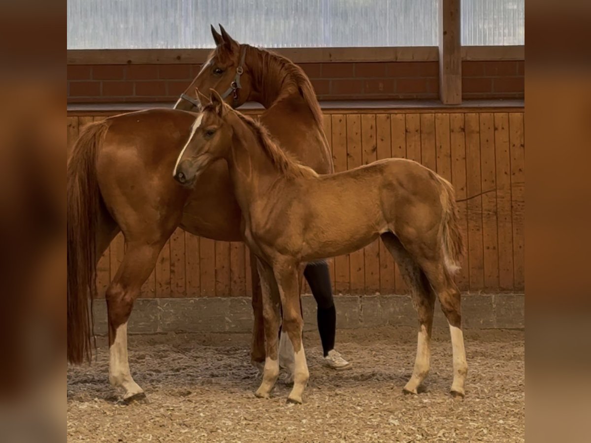Oldenburger Springpaard Merrie Veulen (03/2025) 172 cm Donkere-vos in Barver