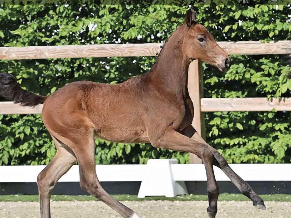 Oldenburger Springpaard Merrie Veulen (03/2025) Bruin in Bakum