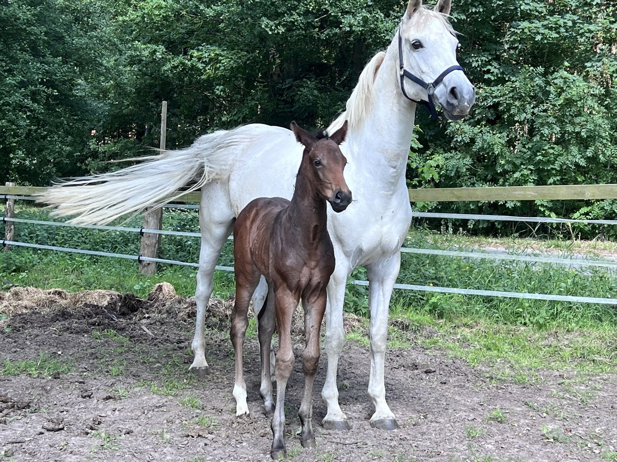 Oldenburger Springpaard Merrie veulen (05/2024) Bruin in Dahlenburg