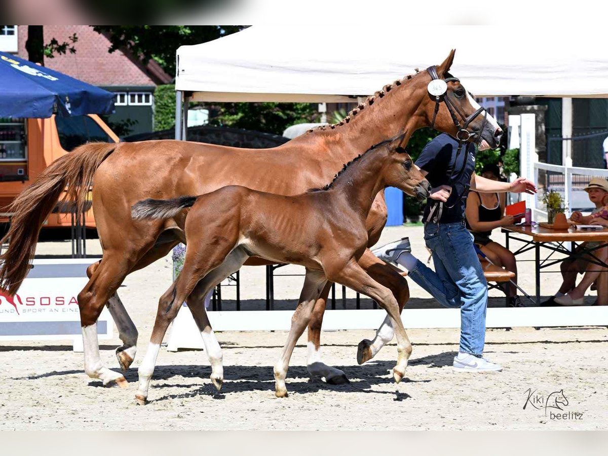Oldenburger Springpaard Merrie  Bruin in Lemwerder