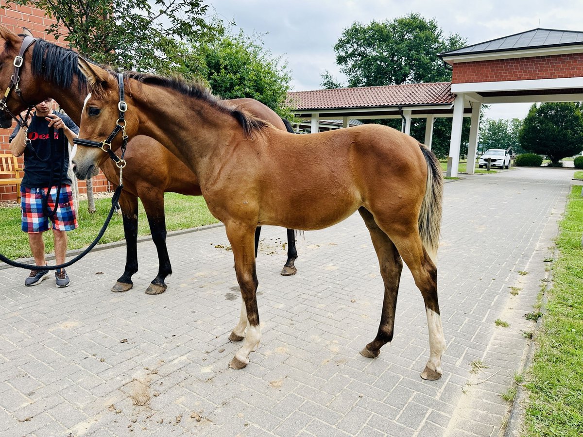 Oldenburger Springpaard Merrie veulen (03/2024) Bruin in Zülpich