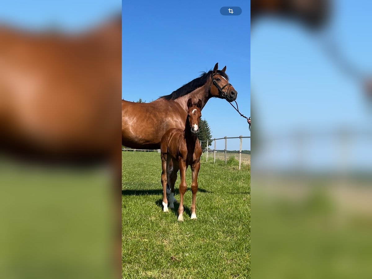 Oldenburger Springpaard Merrie  Bruin in Molbergen