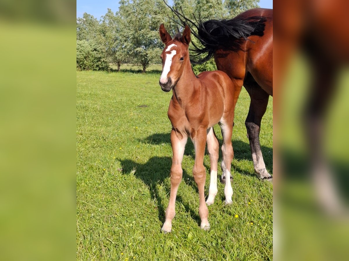 Oldenburger Springpaard Merrie  Bruin in Osnabr&#xFC;ck