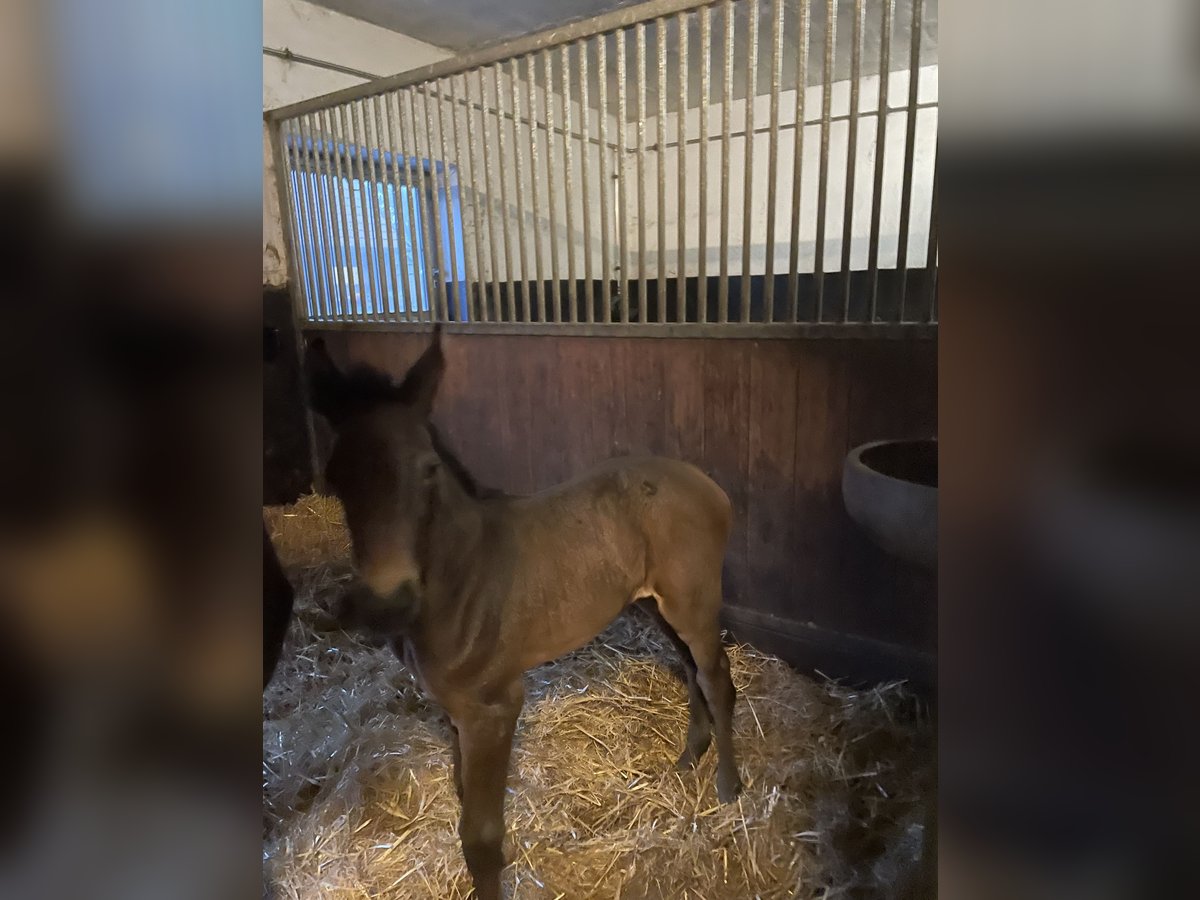 Oldenburger Springpaard Merrie Veulen (04/2025) Donkerbruin in Eggerm&#xFC;hlen