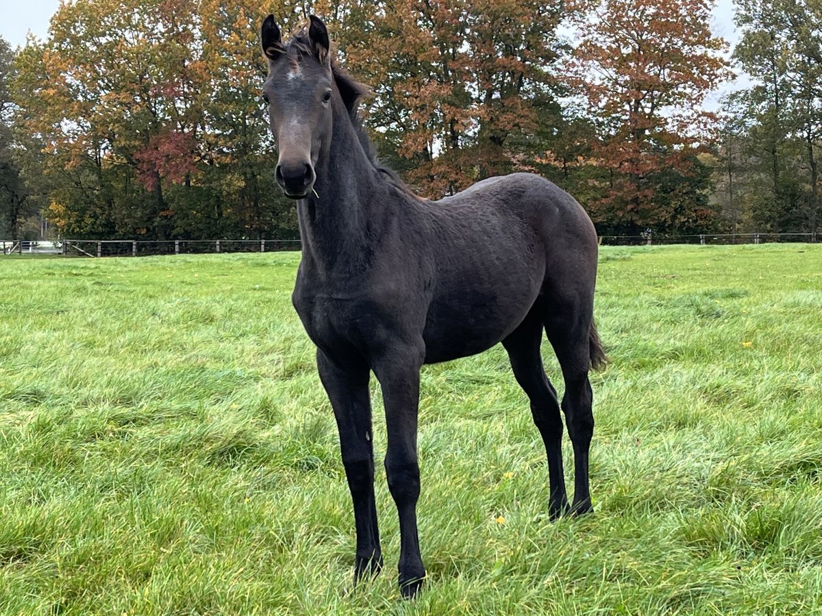 Oldenburger Springpaard Merrie veulen (05/2024) Donkerbruin in Werlte