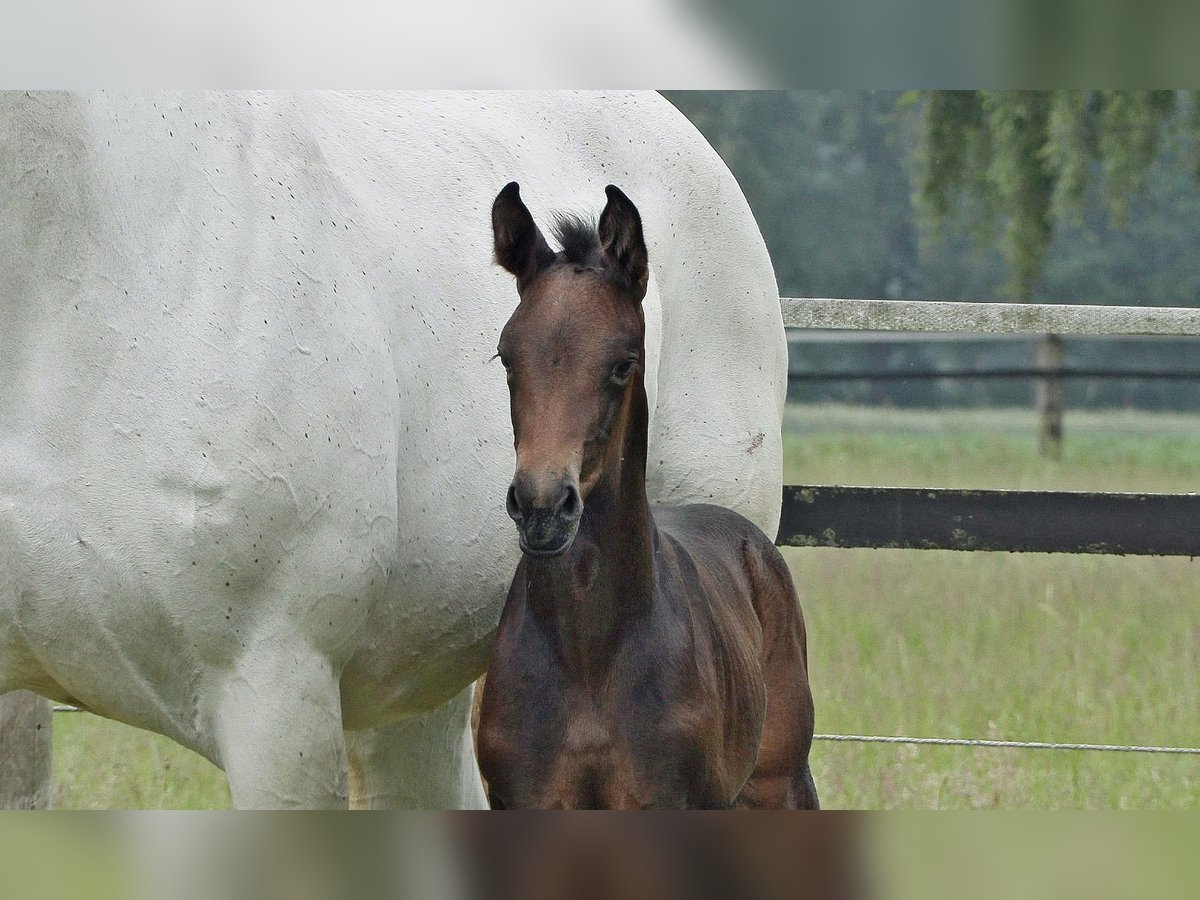 Oldenburger Springpaard Merrie veulen (05/2024) Donkerbruin in Werlte