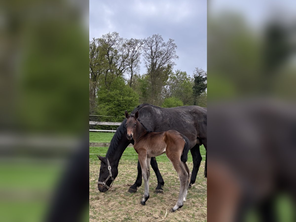 Oldenburger Springpaard Merrie  Donkerbruin in Hude (Oldenburg)