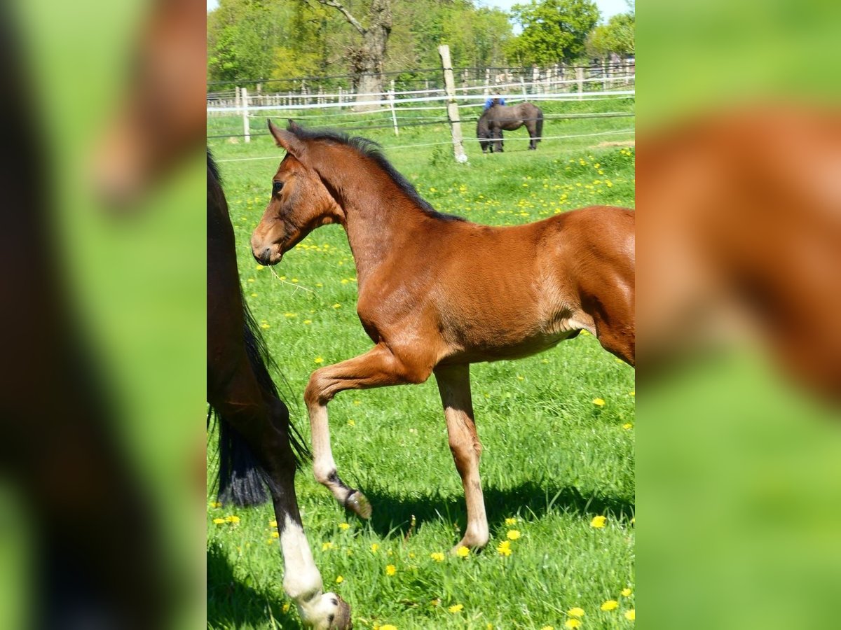 Oldenburger Springpaard Merrie  Donkerbruin in Warmsen