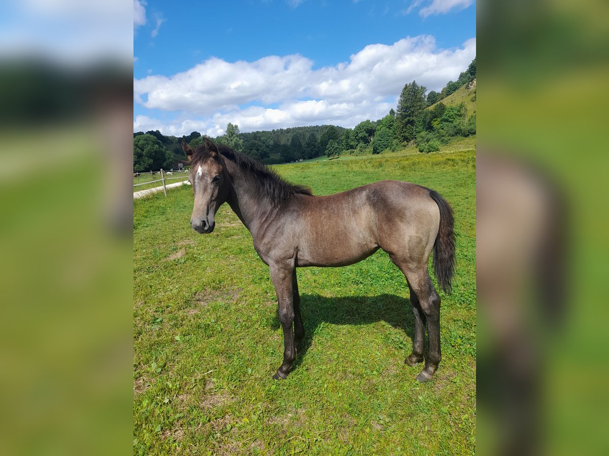 Oldenburger Springpaard Merrie Veulen (03/2025) kan schimmel zijn in Gomadingen