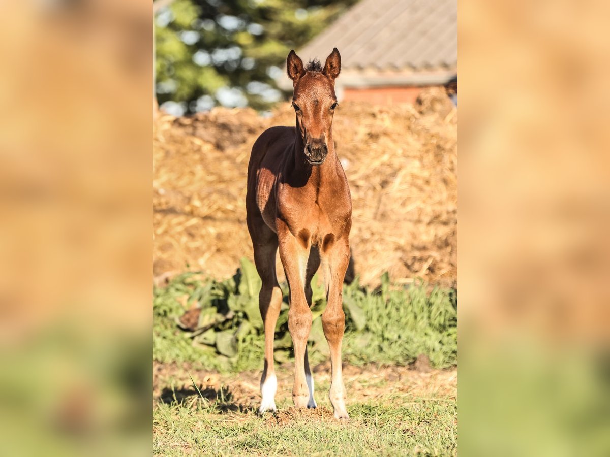 Oldenburger Springpaard Merrie  in Hesel