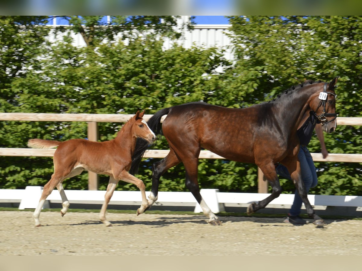 Oldenburger Springpaard Merrie  in Lohne (Oldenburg)