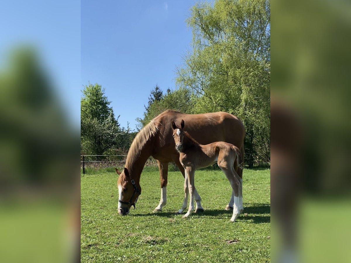 Oldenburger Springpaard Merrie  Vos in Ganderkesee