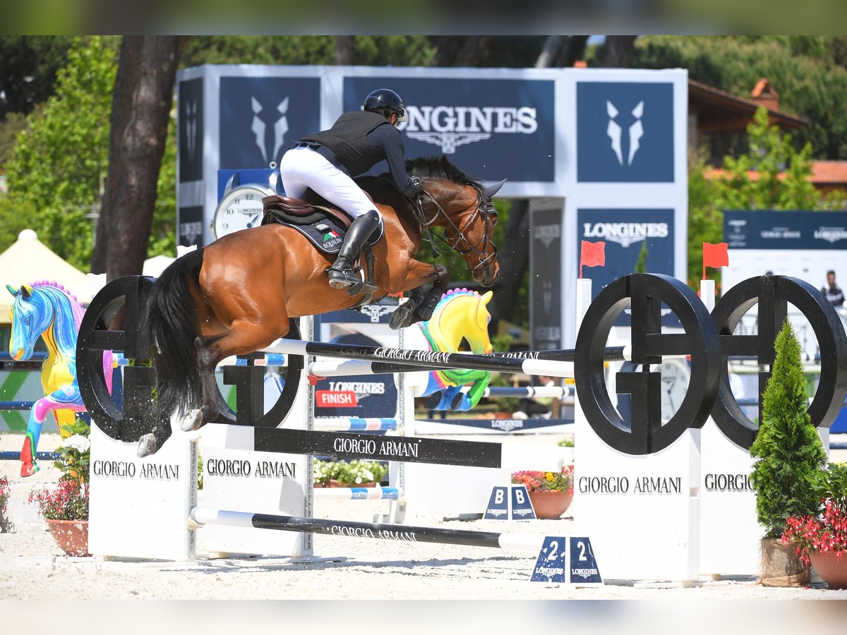 Oldenburger Springpaard Ruin 10 Jaar 166 cm Bruin in Buchenberg