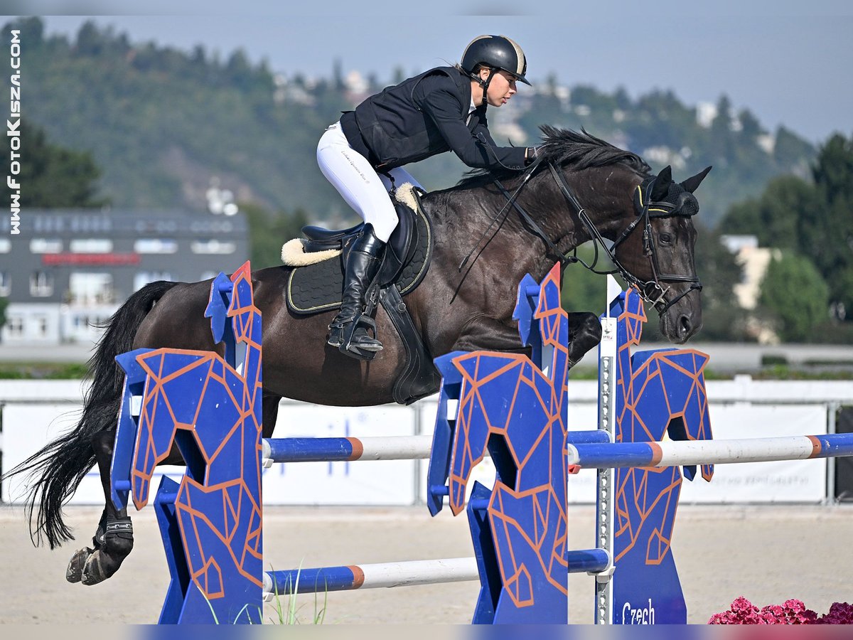 Oldenburger Springpaard Ruin 10 Jaar 170 cm Zwart in Trojanovice