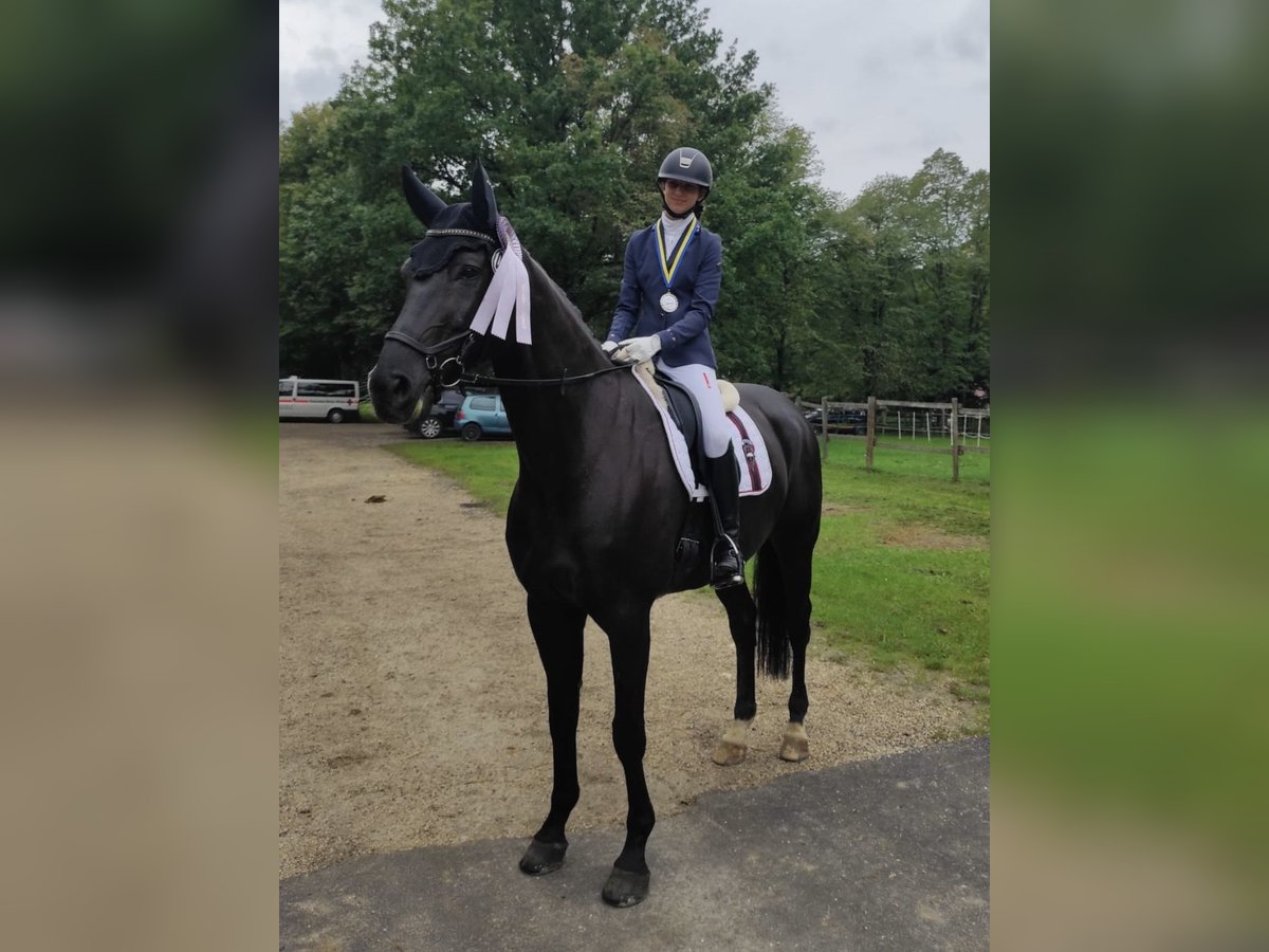 Oldenburger Springpaard Ruin 10 Jaar 172 cm Zwartbruin in D&#xFC;rnau