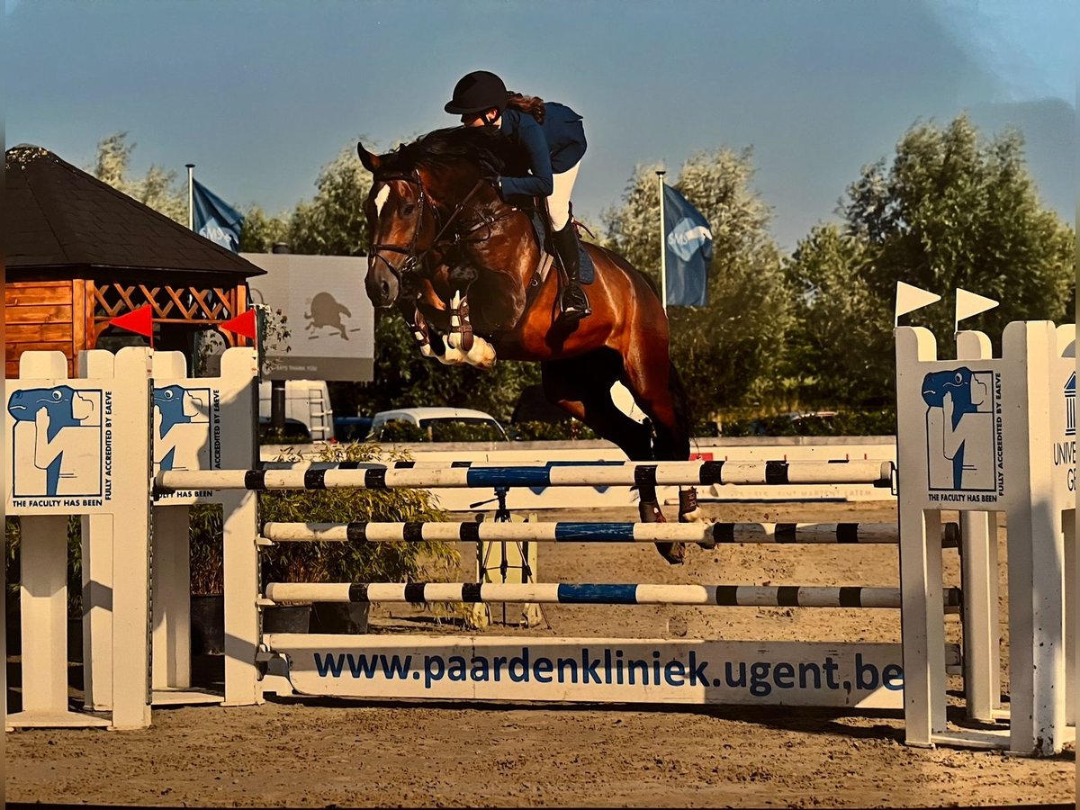Oldenburger Springpaard Ruin 10 Jaar 176 cm Donkerbruin in Deinze