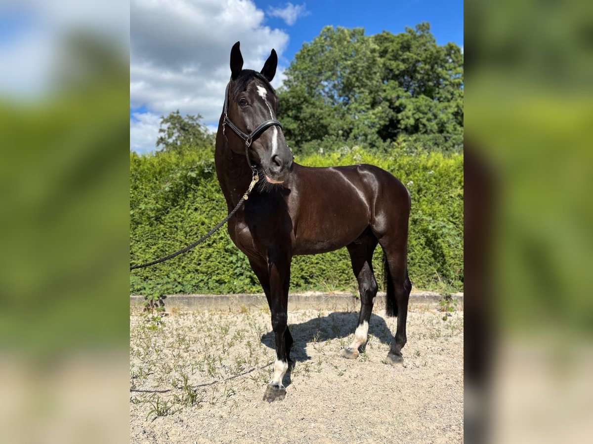 Oldenburger Springpaard Ruin 11 Jaar 175 cm Zwart in Schopfheim