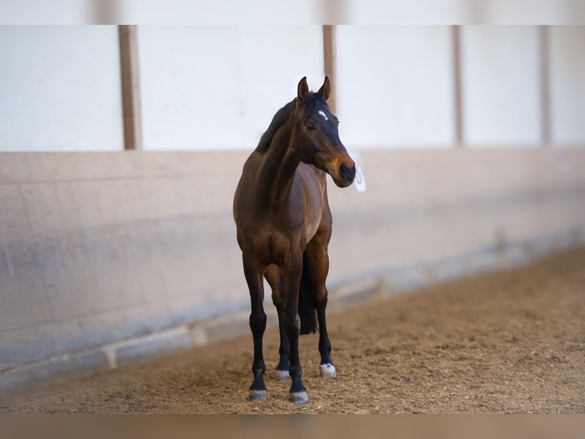 Oldenburger Springpaard Ruin 11 Jaar Donkerbruin in Altensteig
