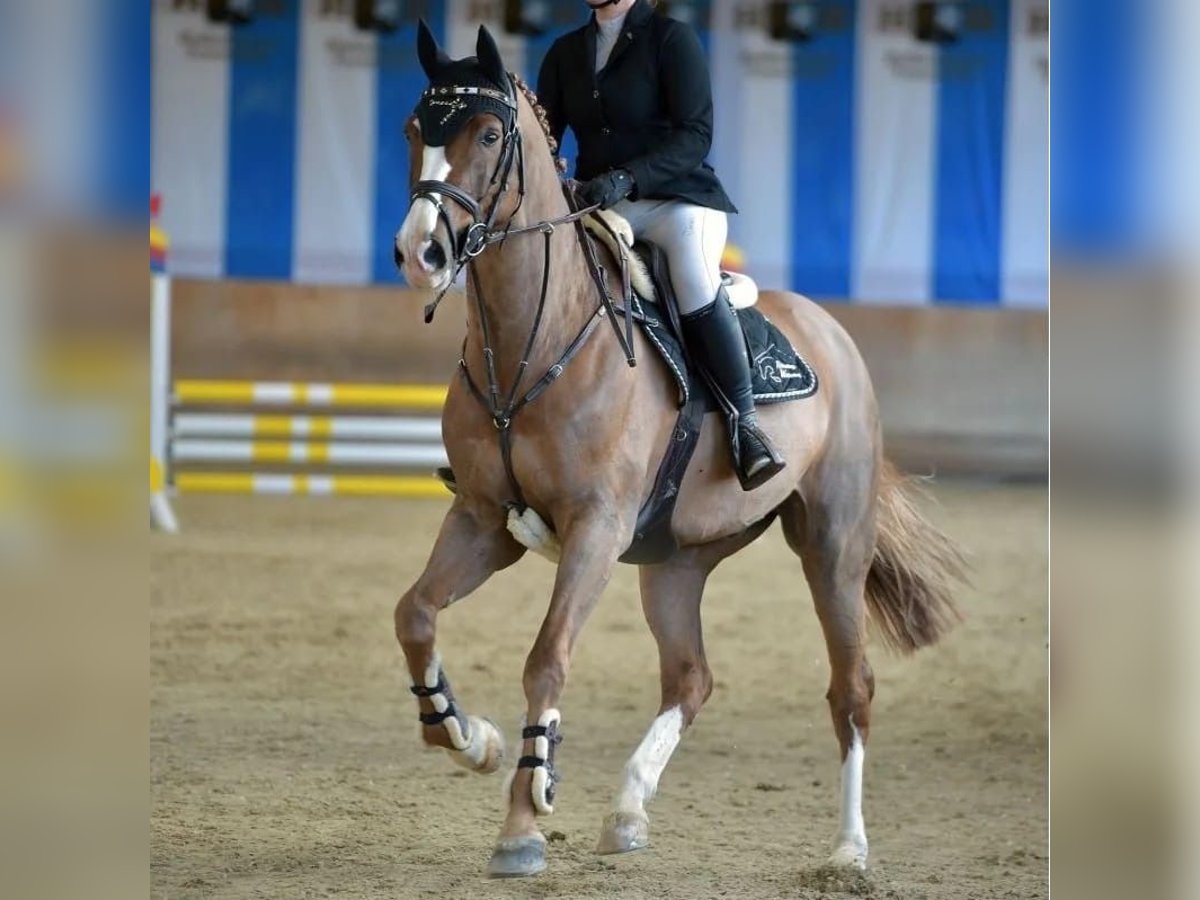 Oldenburger Springpaard Ruin 13 Jaar 165 cm Vos in Zorneding