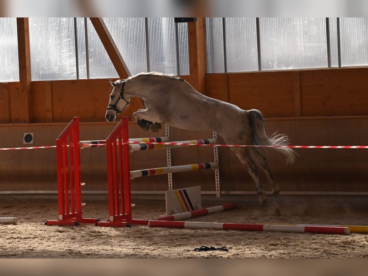 Oldenburger Springpaard Ruin 13 Jaar 168 cm Schimmel in Niddatal