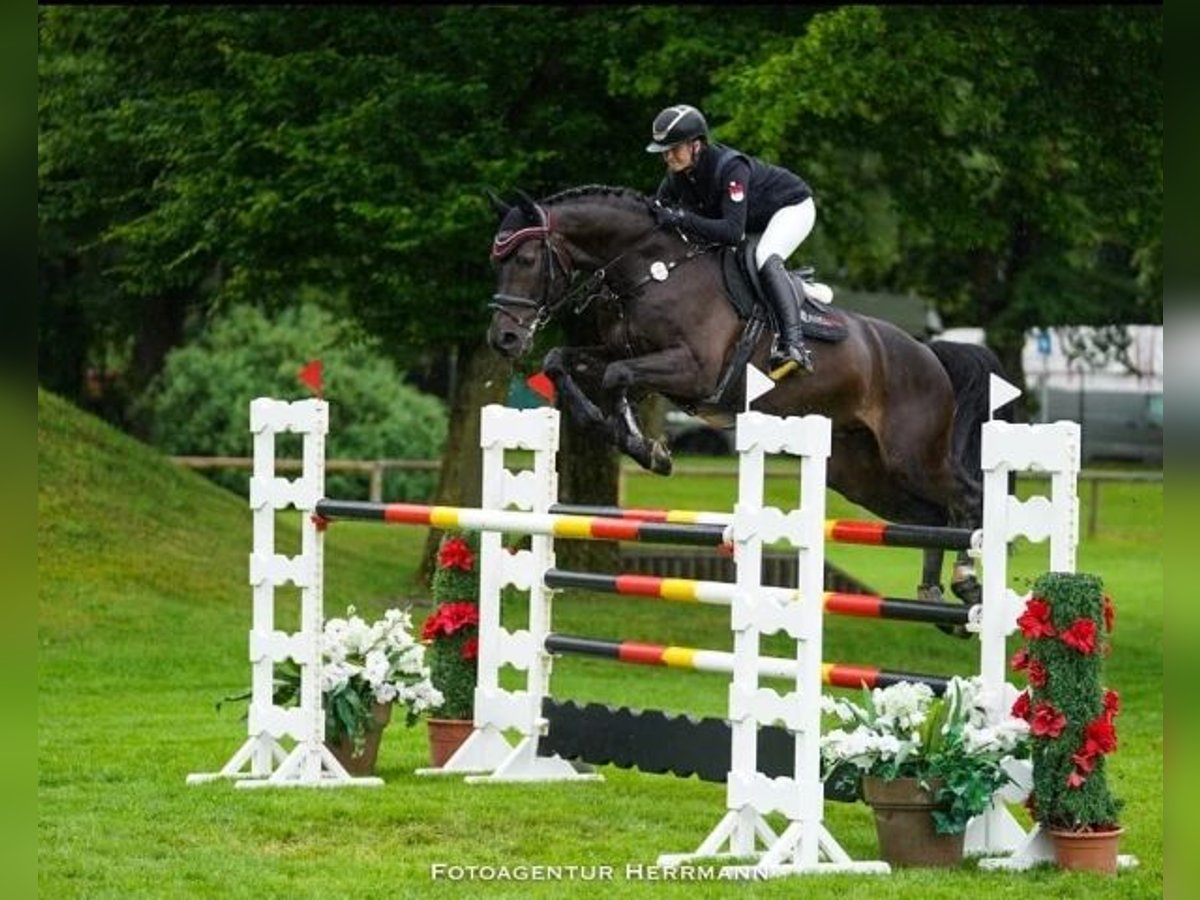 Oldenburger Springpaard Ruin 13 Jaar 170 cm Zwart in W&#xE4;chtersbach