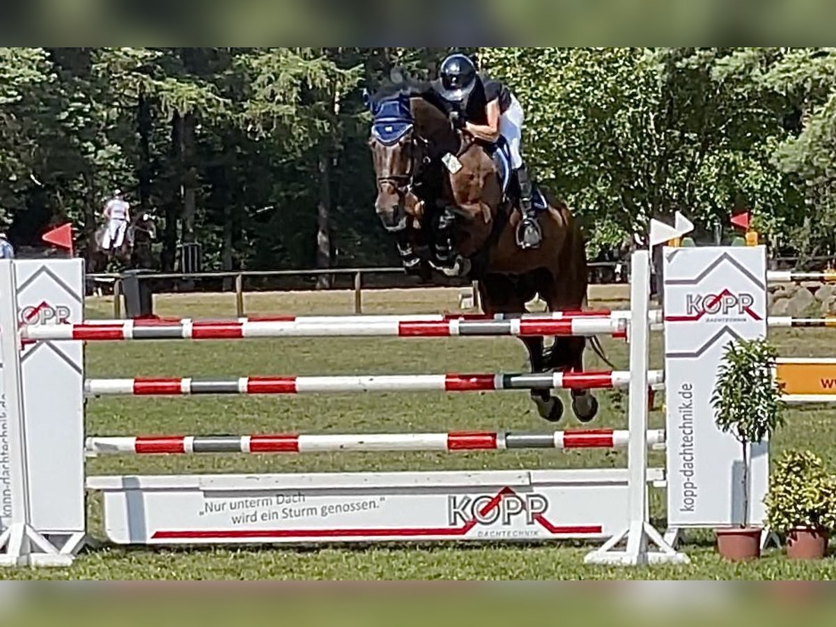 Oldenburger Springpaard Ruin 13 Jaar 176 cm Bruin in WardenburgWardenburg