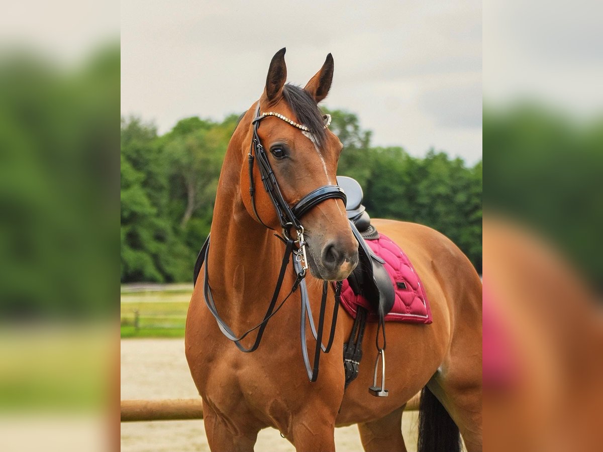 Oldenburger Springpaard Ruin 14 Jaar 177 cm Bruin in Overath