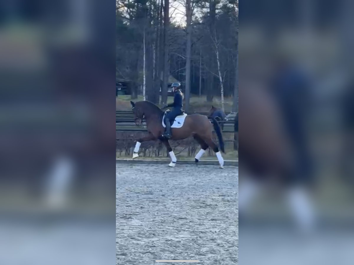 Oldenburger Springpaard Ruin 15 Jaar 170 cm Bruin in Lommedalen