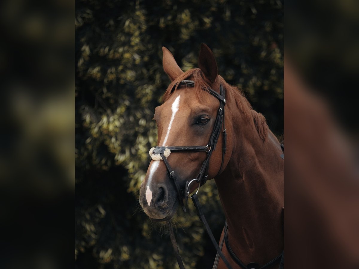 Oldenburger Springpaard Ruin 15 Jaar 170 cm Vos in Kranzberg