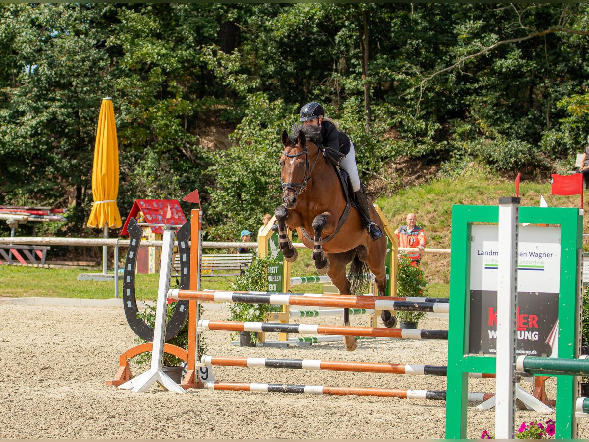 Oldenburger Springpaard Ruin 17 Jaar 173 cm Bruin in Bahretal