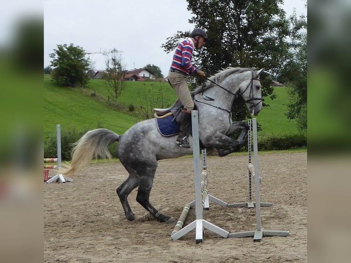 Oldenburger Springpaard Ruin 17 Jaar 178 cm Schimmel in Feldkirchen-Westerham