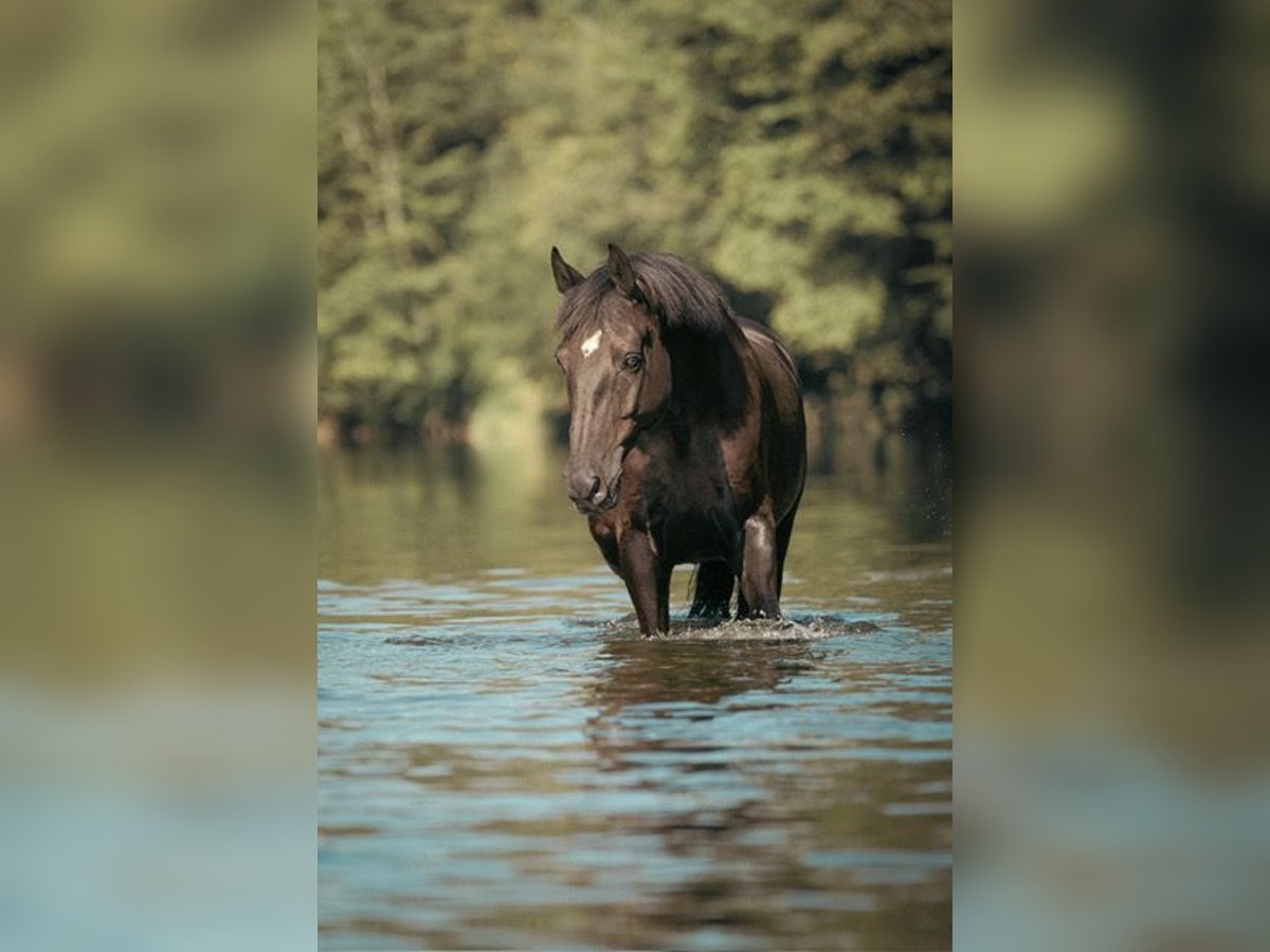 Oldenburger Springpaard Mix Ruin 17 Jaar in Allhartsberg