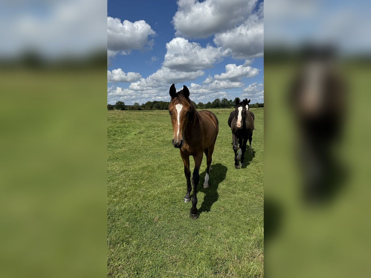 Oldenburger Springpaard Ruin 1 Jaar 168 cm Donkerbruin in Garbsen