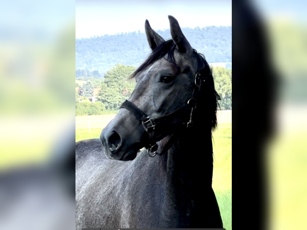 Oldenburger Springpaard Ruin 2 Jaar 168 cm Schimmel in Emmerthal