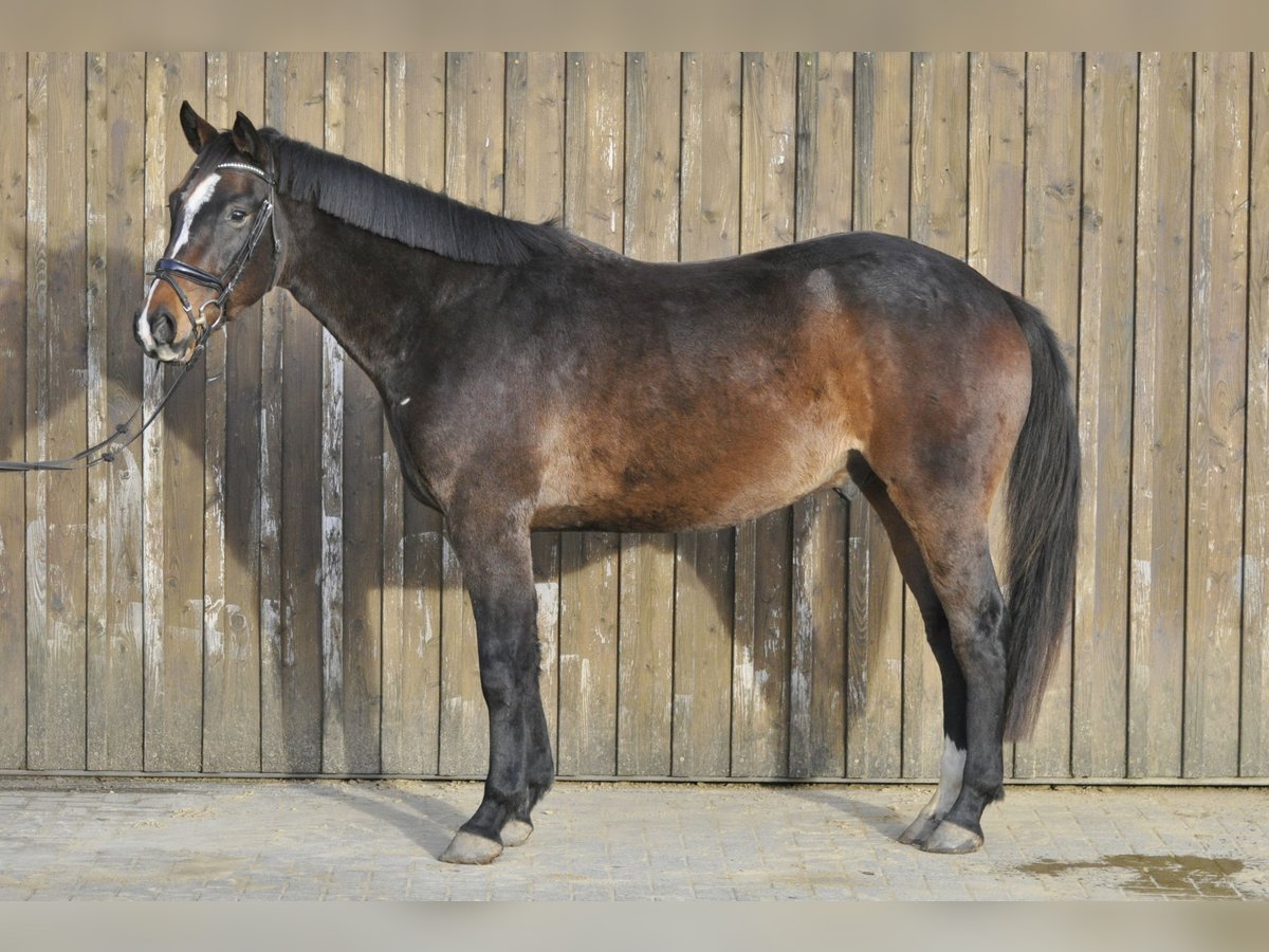 Oldenburger Springpaard Ruin 3 Jaar 165 cm Bruin in Gummersbach