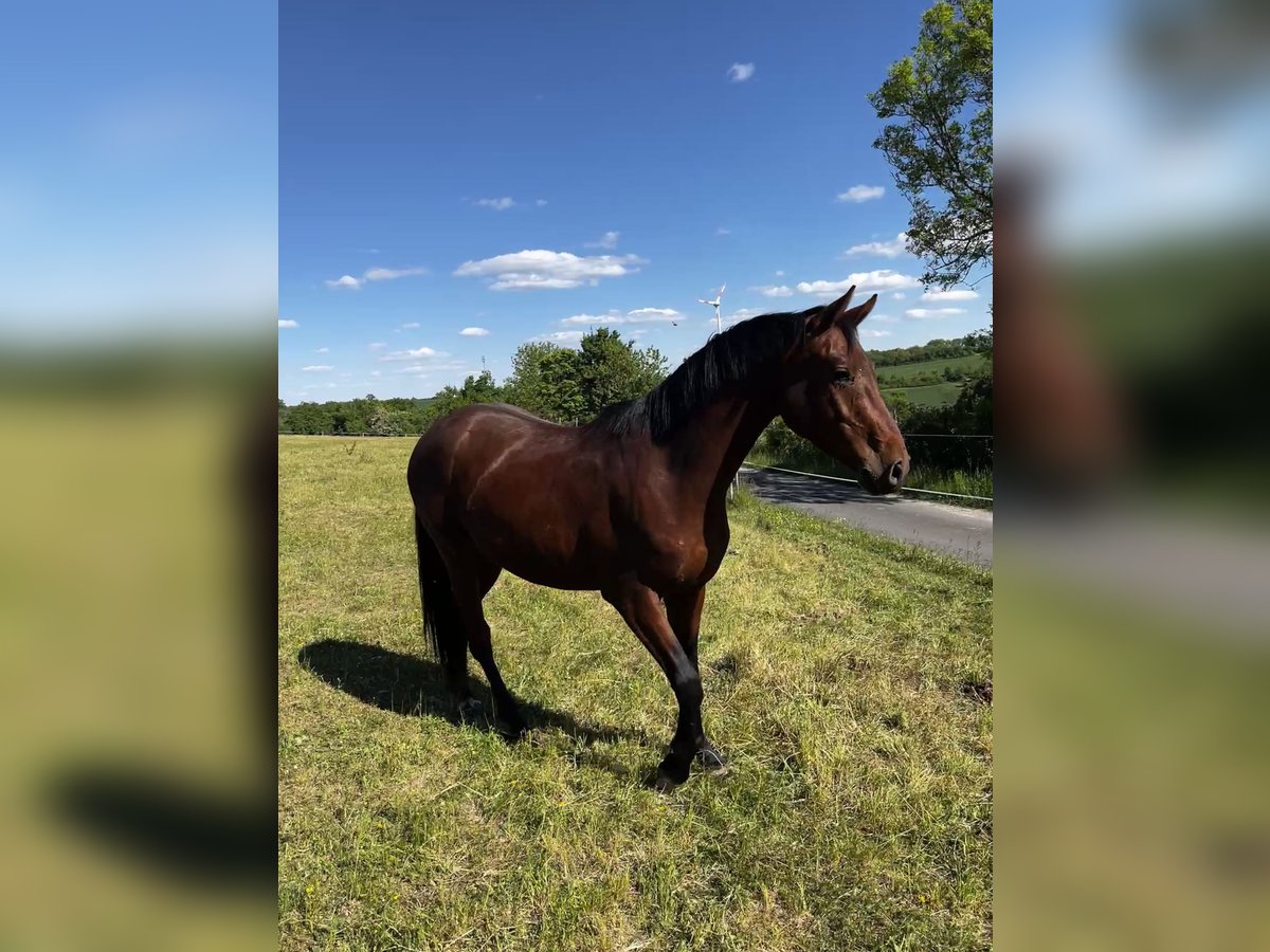 Oldenburger Springpaard Ruin 3 Jaar Bruin in Ahorn