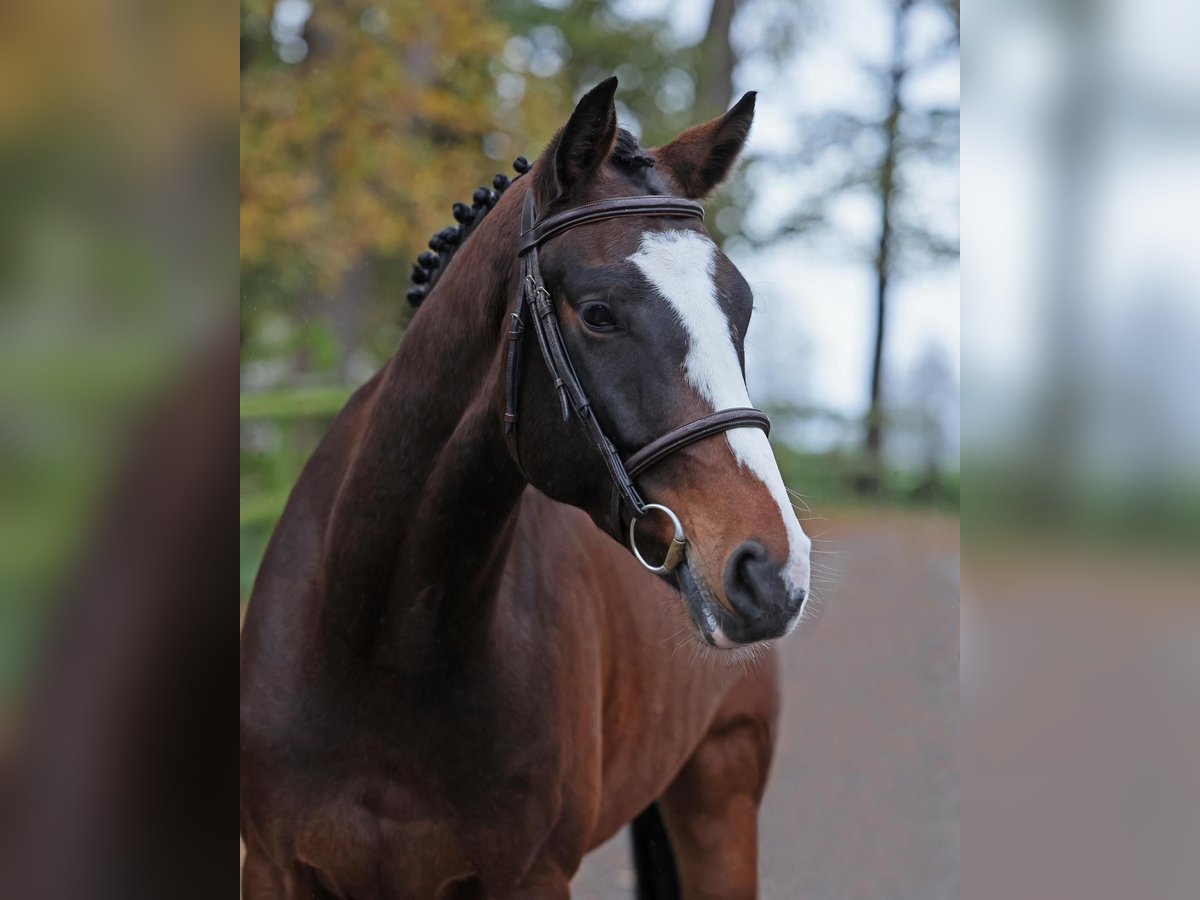 Oldenburger Springpaard Ruin 4 Jaar 162 cm Bruin in Diepholz