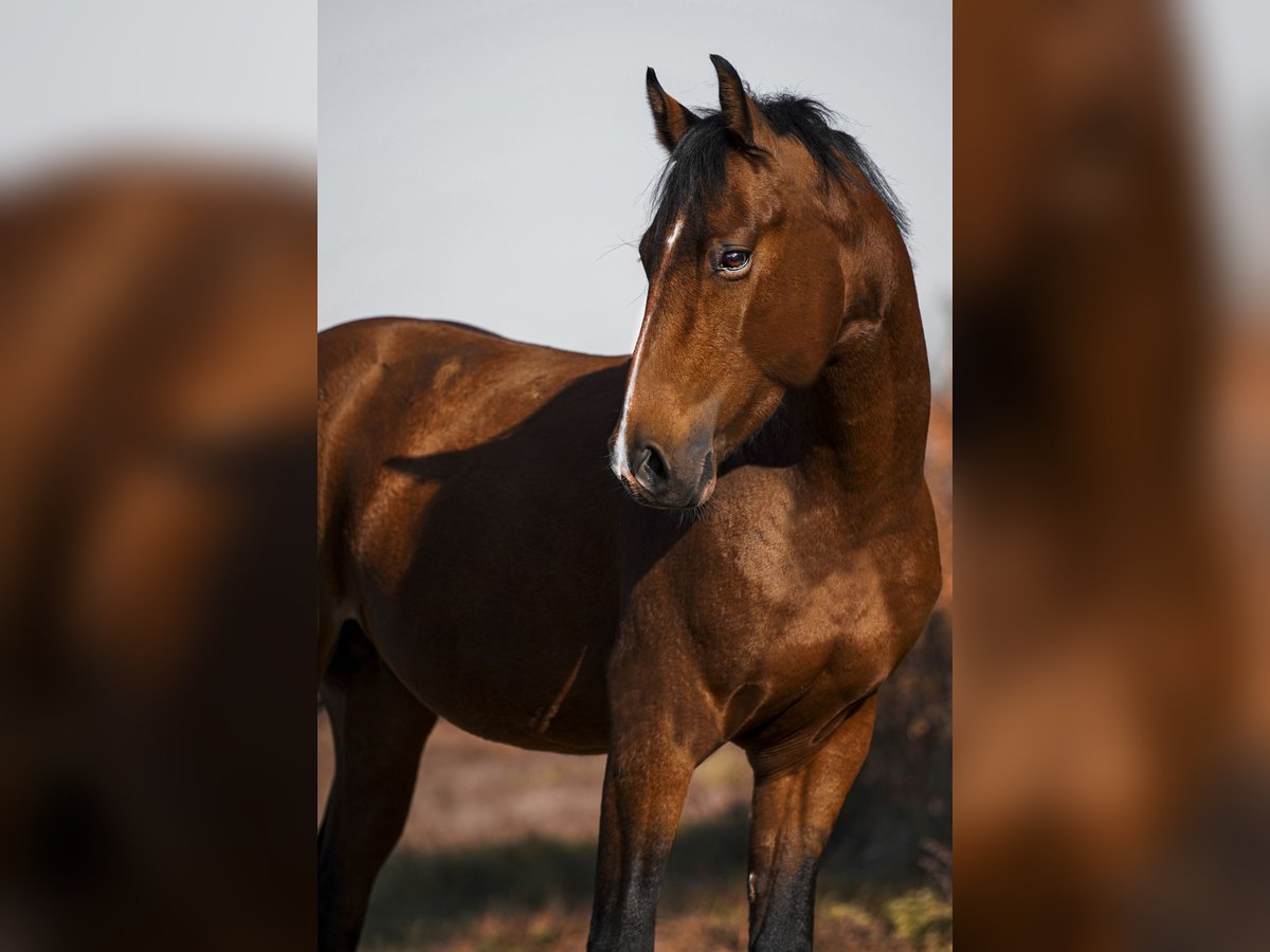 Oldenburger Springpaard Ruin 4 Jaar 162 cm Roodbruin in Buzica