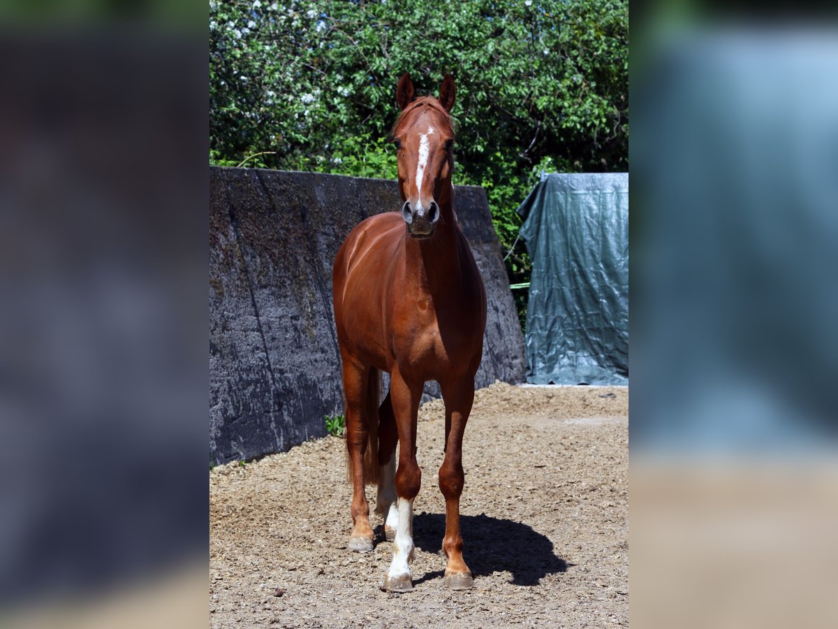 Oldenburger Springpaard Ruin 4 Jaar 162 cm Vos in Hatten