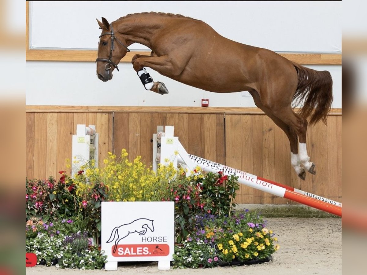 Oldenburger Springpaard Ruin 4 Jaar 162 cm Vos in Oberwaltersdorf