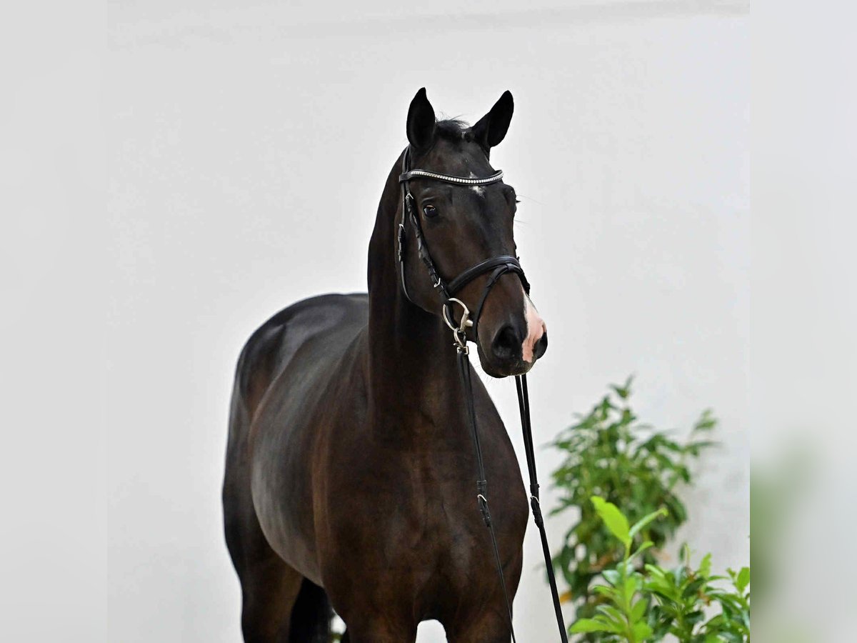 Oldenburger Springpaard Ruin 4 Jaar 167 cm Donkerbruin in KRAJENKA