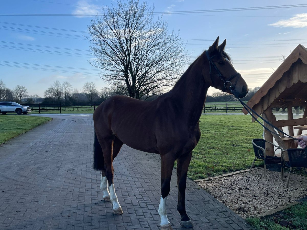 Oldenburger Springpaard Ruin 4 Jaar 168 cm Bruin in Gescher