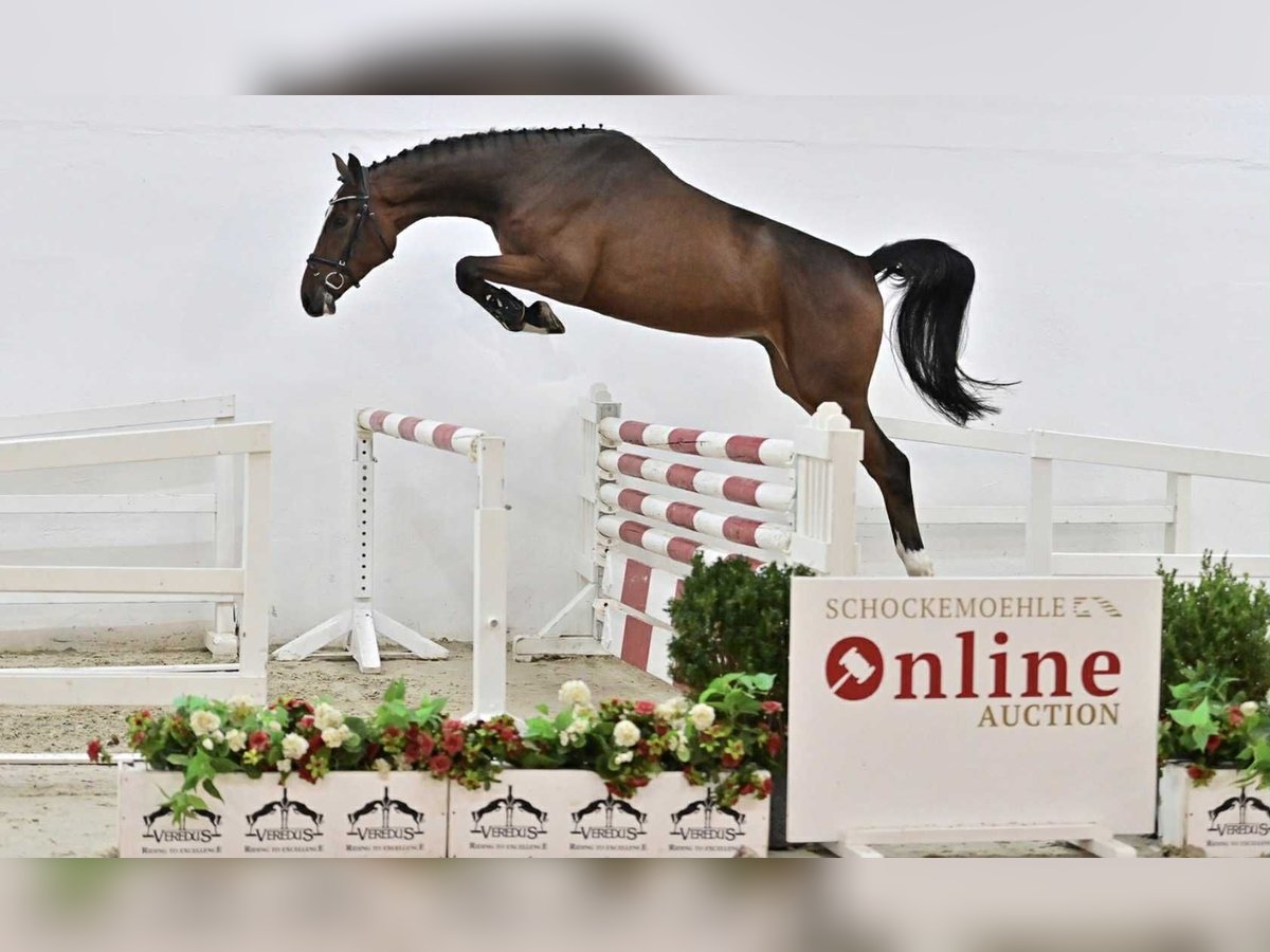 Oldenburger Springpaard Ruin 4 Jaar 168 cm Bruin in G&#x141;UBCZYN